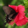 モンキアゲハ（紋黄揚羽）学名： Papilio helenus