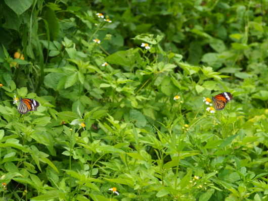 スジグロカバマダラ（筋黒樺斑）学名：Salatura genutia）雄（左）と雌（右）