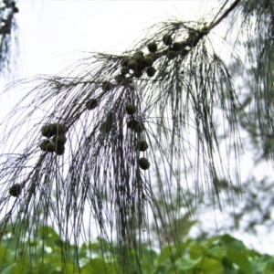 トクサバモクマオウ　学名: Casuarina equisetifolia
