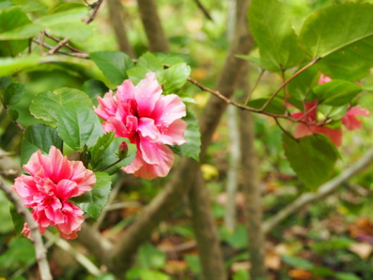 ブッソウゲ（仏桑花)  学名：Hibiscus rosa-sinensis, rose of China, Chinese hibiscus