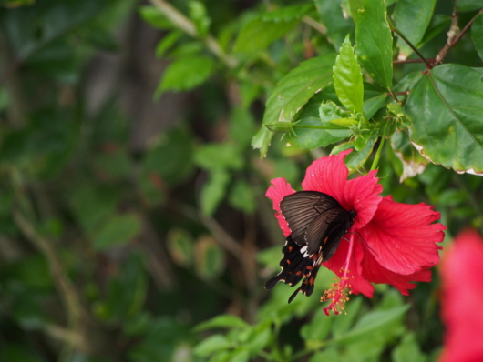 モンキアゲハ 紋黄揚羽 Papilio helenus　the red helen