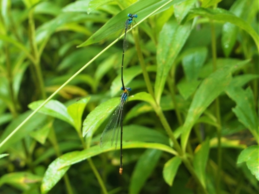 リュウキュウルリモントンボ(瑠璃紋蜻蛉) Coeliccia ryukyuensis ryukyuensis Asahina 雄と雌 
