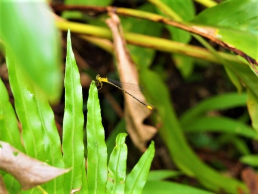 トンボ(瑠璃紋蜻蛉) Coeliccia ryukyuensis ryukyuensis Asahina 雌