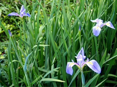 オクラレルカ（長大アイリス） 学名：Iris ochroreuca