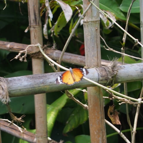 カバマダラ（樺斑、学名：Danaus chrysippus）は、チョウ目タテハチョウ科
