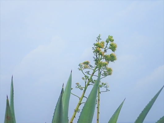 アオノリュウゼツラン（青竜舌蘭） 学名：Agave americana　Agave 　Century Plant