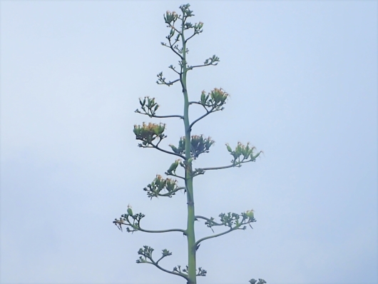  アオノリュウゼツラン（青竜舌蘭） 学名：Agave americana　Agave 　Century Plant