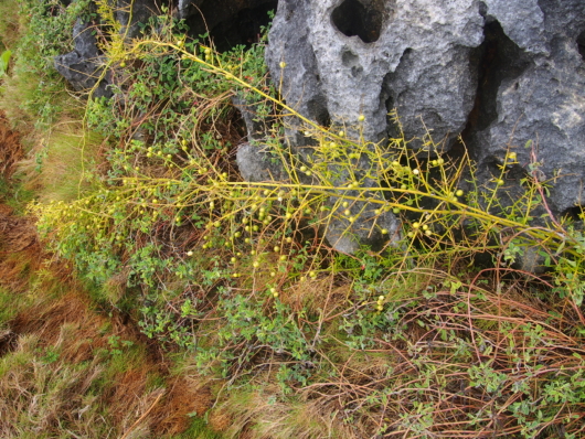 クサスギカズラ（草杉蔓）学名：Asparagus cochinchinensis (Lour.) Merr.