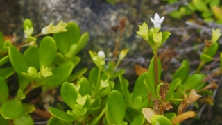 ソナレムグラ（磯馴葎） 学名：Hedyotis strigulosa var. parvifolia