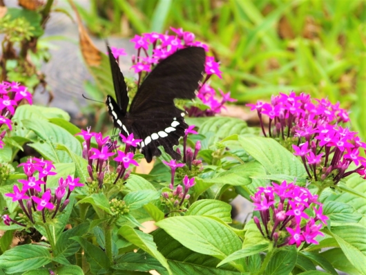 ペンタスの蜜を吸うシロオビアゲハの雄（白帯揚羽） 学名：Papilio polytes