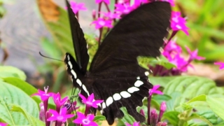 シロオビアゲハ（白帯揚羽）の雄 学名：Papilio polytes