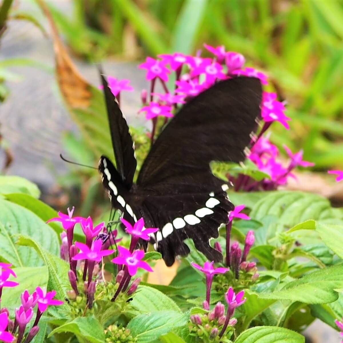 シロオビアゲハ 白帯揚羽 学名 Papilio Polytes 暮らしに馴染む旅