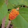 アカギカメムシ（赤木亀虫）　学名：Cantao ocellatus