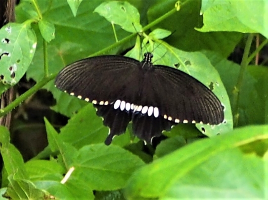 シロオビアゲハ（白帯揚羽）の雄 学名：Papilio polytes