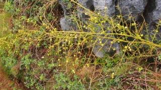 クサスギカズラ（草杉蔓）学名：Asparagus cochinchinensis (Lour.) Merr.