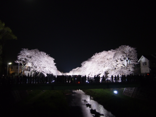 調布市　野川　桜のライトアップ