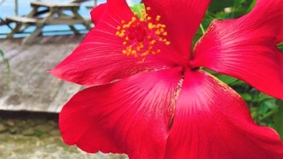 ブッソウゲ（仏桑花) 学名：Hibiscus rosa-sinensis, rose of China, Chinese hibiscus