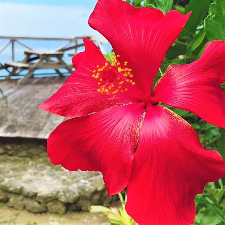 南国の花ハイビスカス ブッソウゲ 仏桑花 学名 Hibiscus Rosa Sinensis Rose Of China Chinese Hibiscus 暮らしに馴染む旅