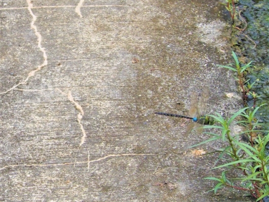 リュウキュウギンヤンマ（琉球銀蜻蜓） 学名：Anax panybeus