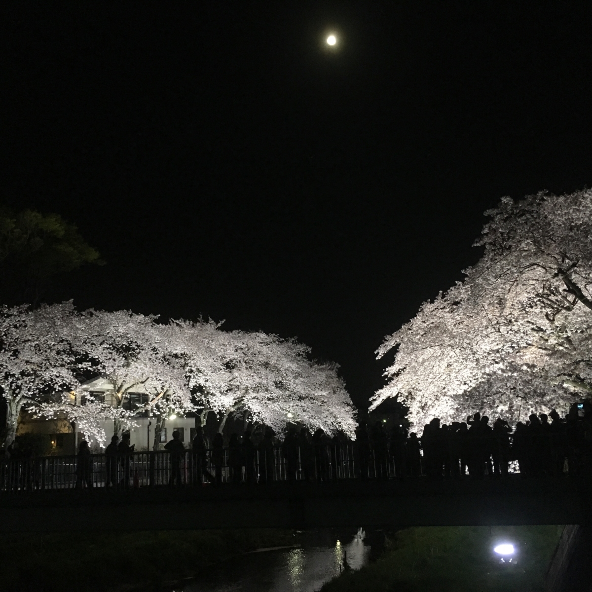 19年開催決定 1年にたった3時間だけの美しい桜 調布市野川の夜桜ライトアップ 調布市 暮らしに馴染む旅