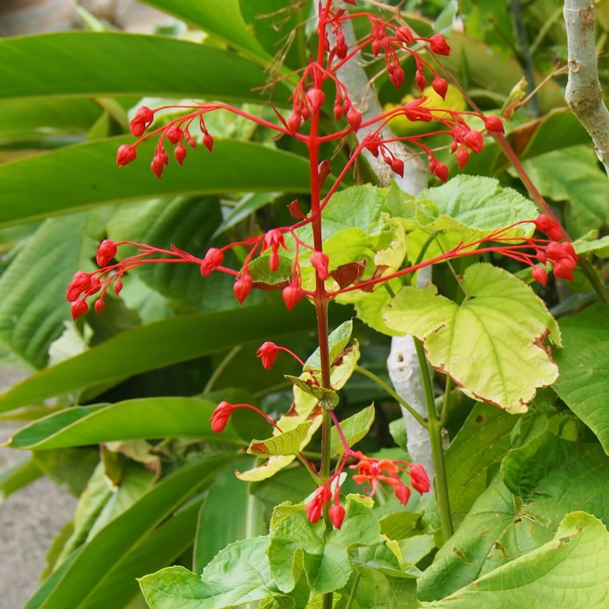 ヒギリ 緋桐 学名 Clerodendrum Japonicum Sweet 暮らしに馴染む旅 ヒギリ 緋桐 学名 Clerodendrum Japonicum Sweet 暮らしに馴染む旅