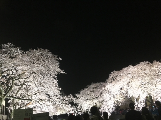 調布市　野川　桜のライトアップ