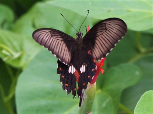 シロオビアゲハの雌　ベニモン型（白帯揚羽） 学名：Papilio polytes
