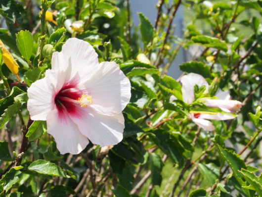 ブッソウゲ（仏桑花) 学名：Hibiscus rosa-sinensis, rose of China, Chinese hibiscus