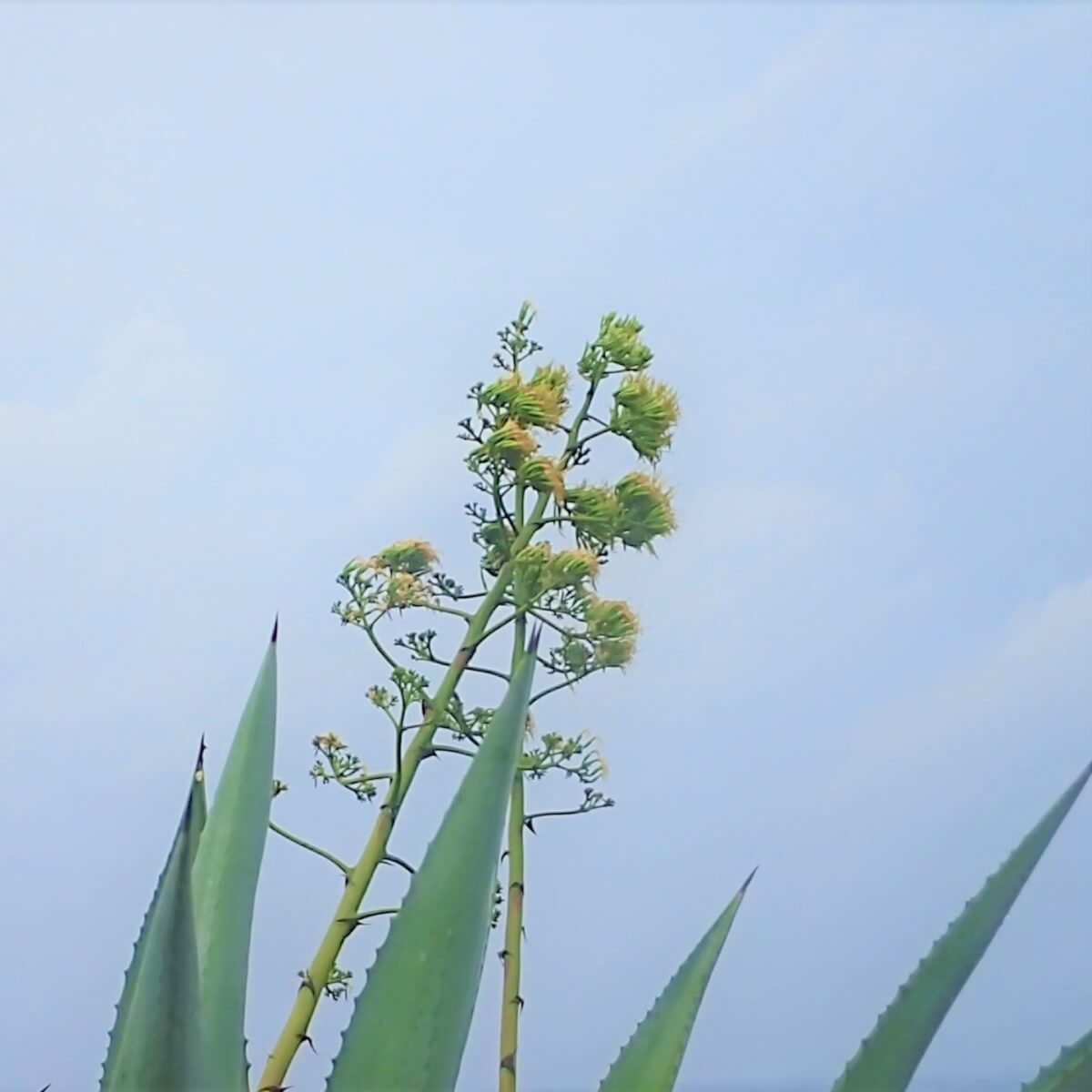 数十年に一度しか開花しないアオノリュウゼツラン 青竜舌蘭 学名 Agave Americana 暮らしに馴染む旅