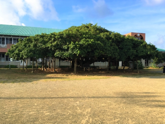 日本一のガジュマルの木　国頭小学校　沖永良部島