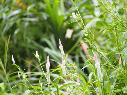 ノゲイトウ（野鶏頭）Celosia argentea