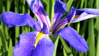 オクラレルカ（長大アイリス）学名：Iris ochroreuca