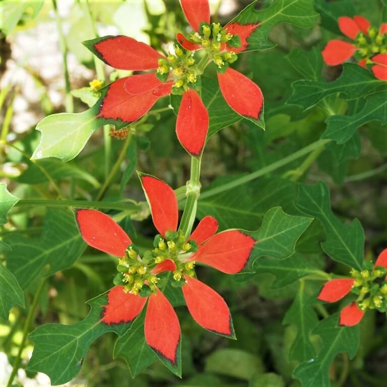 ショウジョウソウ 猩々草 学名 Euphorbia Cyathophora 暮らしに馴染む旅