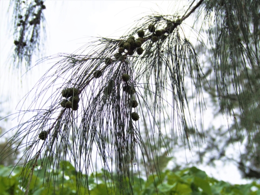 トクサバモクマオウ 学名: Casuarina equisetifolia