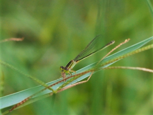 アオモンイトトンボ（青紋糸蜻蛉）雌 学名：Ischnura senegalensis
