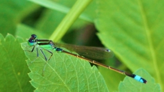 アオモンイトトンボ（青紋糸蜻蛉） 学名：Ischnura senegalensis