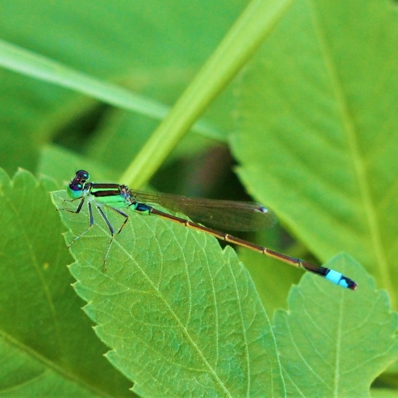 アオモンイトトンボ 青紋糸蜻蛉 学名 Ischnura Senegalensis 暮らしに馴染む旅