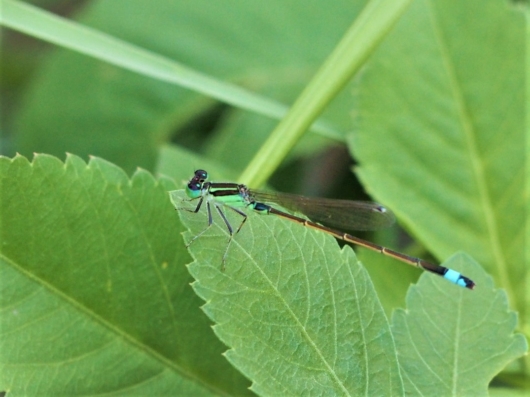 アオモンイトトンボ（青紋糸蜻蛉）雄 学名：Ischnura senegalensis