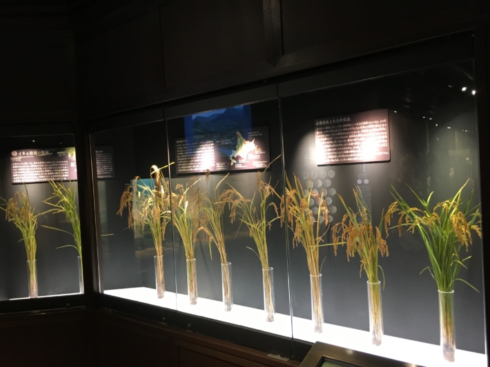国立科学博物館　日本館　稲の変化
