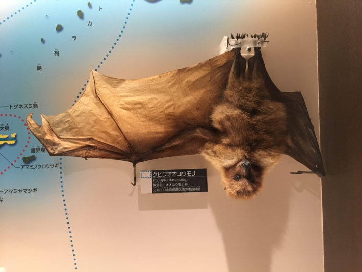 国立科学博物館　日本館　クビワオオコウモリ