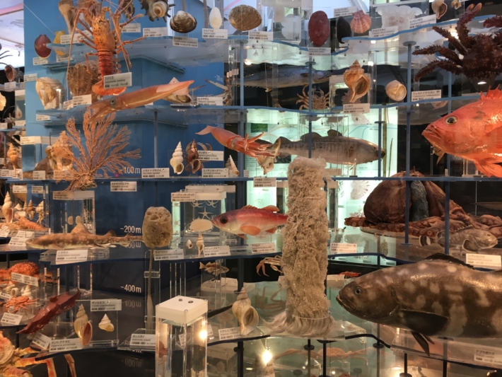 国立科学博物館　日本館　海の中にいる動植物