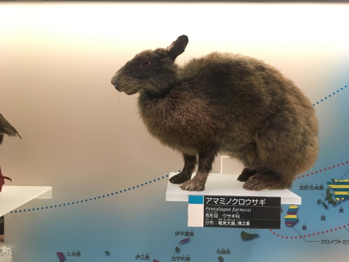 国立科学博物館　日本館　アマミノクロウサギ