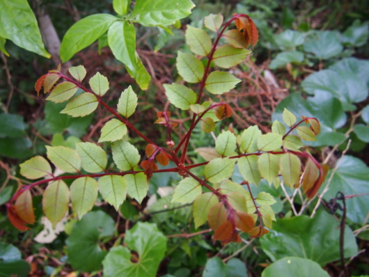 ヤンバルアワブキ（山原泡吹）学名：Meliosma arnottiana subsp.ordhamii