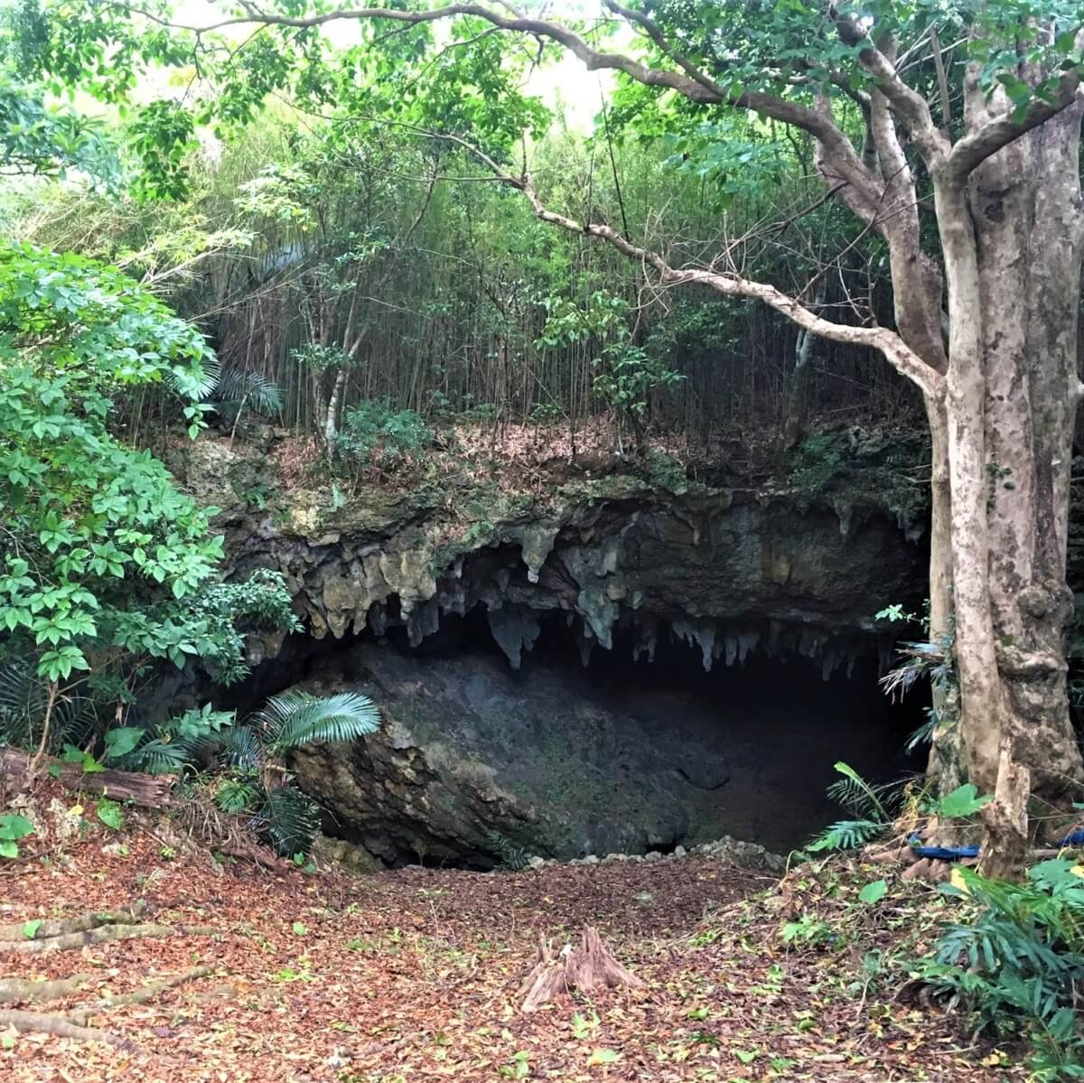 縄文時代後期の洞穴☆中甫(なかふ)洞窟【沖永良部島】 | 暮らし