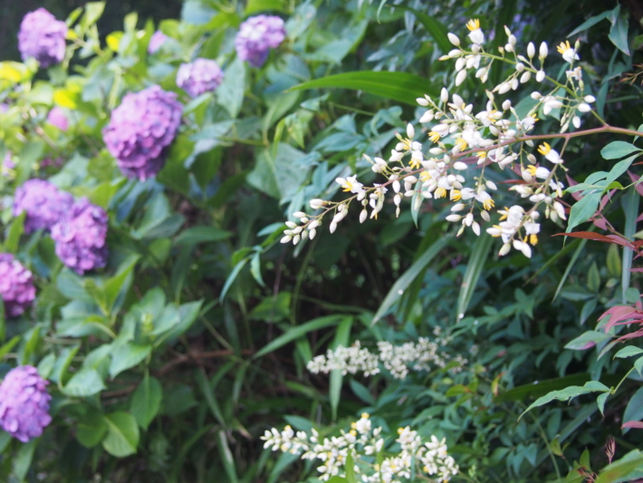 飛鳥山公園　ナンテンの花　アジサイの花　hydrangea