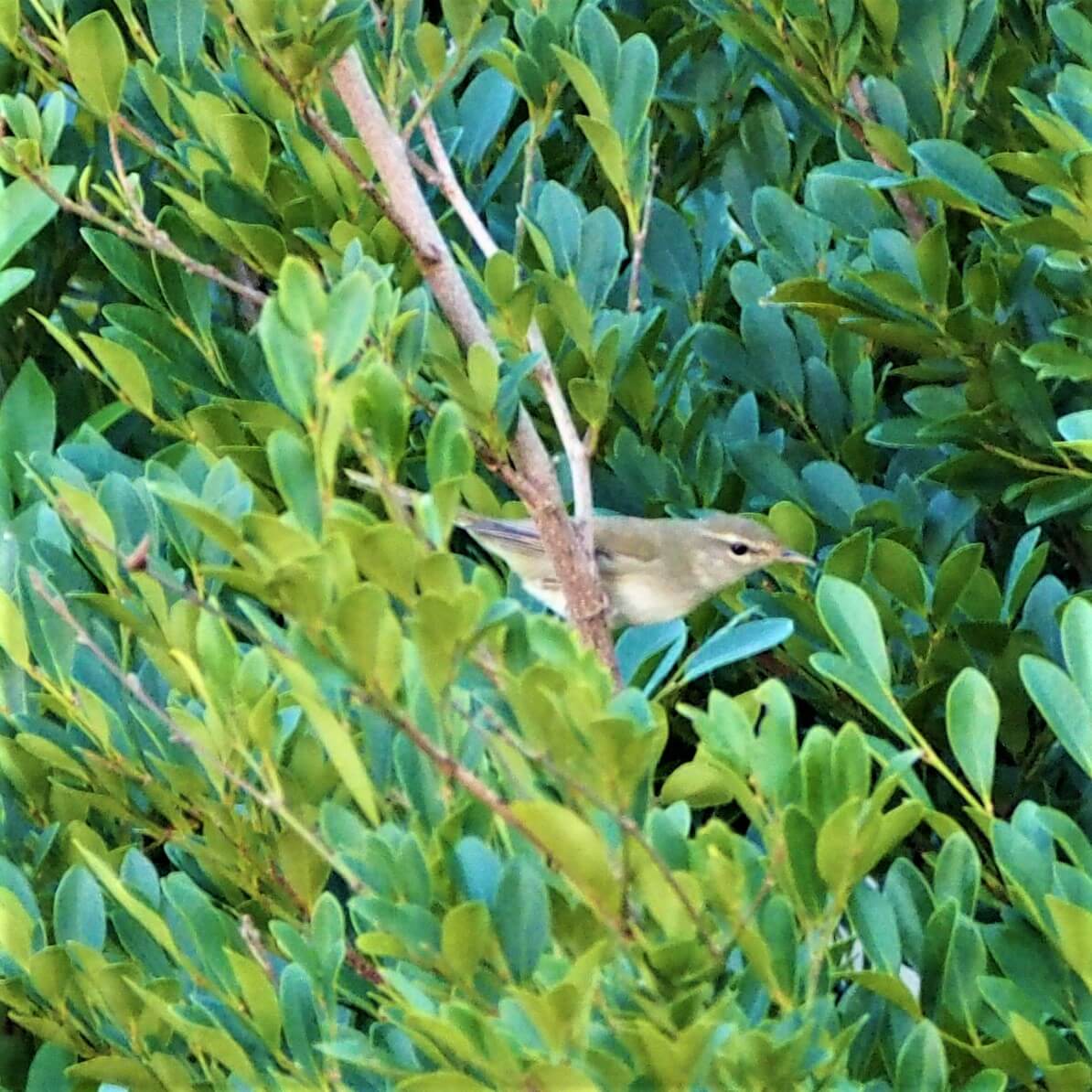 春を告げる鳥 リュウキュウウグイス 琉球鶯 学名 Horornis Diphone Riukiuensis 暮らしに馴染む旅