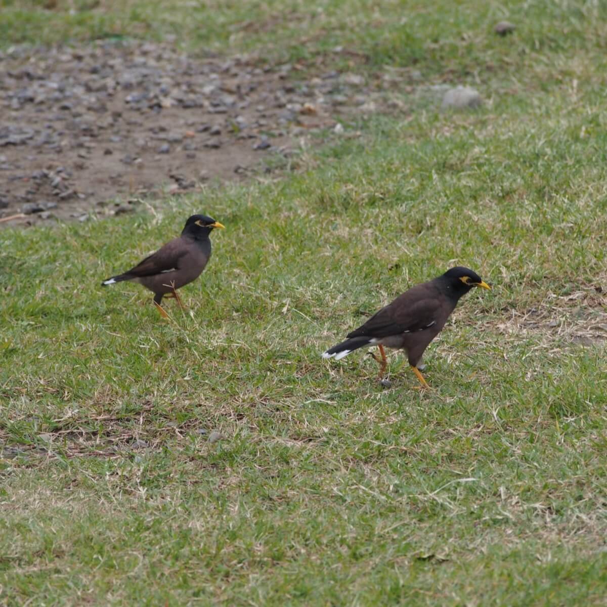 ハッカチョウ(八哥鳥) 学名 Acridotheres cristatellus ムクドリ科ハッカチョウ 暮らしに馴染む旅