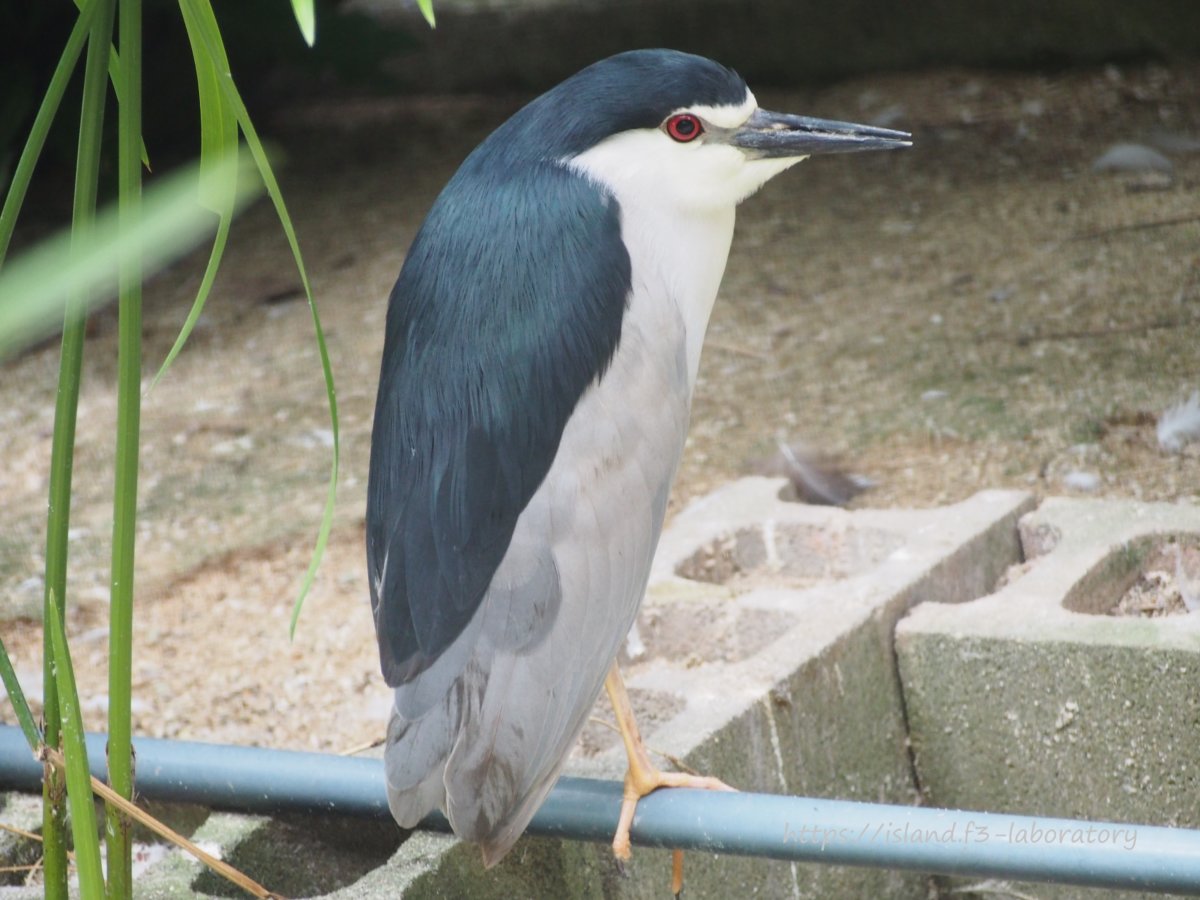 ゴイサギ 五位鷺 学名 Nycticorax Nycticorax 暮らしに馴染む旅