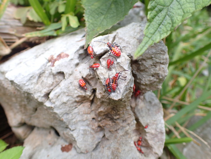アカホシカメムシ（赤星亀虫）学名：Dysdercus cingulatus