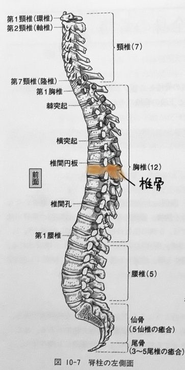 脊柱と椎骨　解剖学第2版より